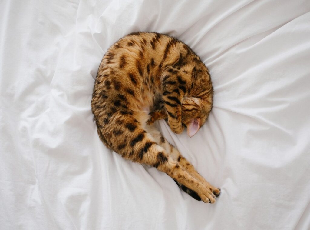 catnap bamse