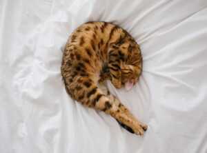catnap bamse