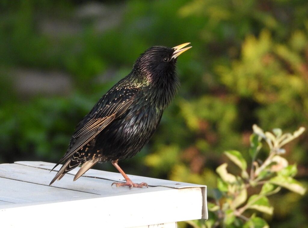 quiero agua twitter